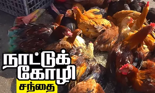 பரமத்திவேலூர் வார சந்தையில் நாட்டுக்கோழி விலை உயர்வு