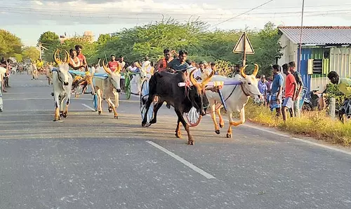 விளாத்திகுளம் அருகே வீரபாண்டிய கட்டபொம்மன் பிறந்தநாள் விழாவை முன்னிட்டு மாட்டு வண்டி பந்தயம்