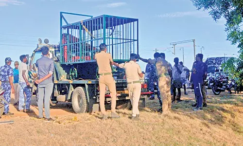 நாங்குநேரியில் ஊருக்குள் புகுந்த கரடியை பிடிக்க கூண்டு அமைப்பு- 2-வது நாளாக கண்காணிப்பு