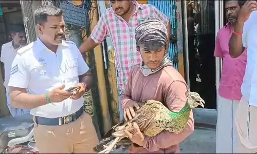 கடலூர் திருப்பாதிரிப்புலியூரில் ஓடும் காரின் மேல் அமர்ந்து சென்ற மயில்