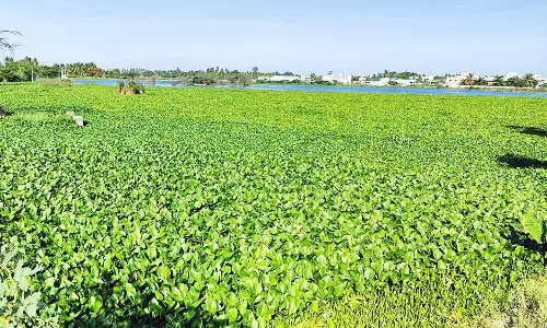 பிடமனேரி ஏரியை தூய்மைப்படுத்த வேண்டும்