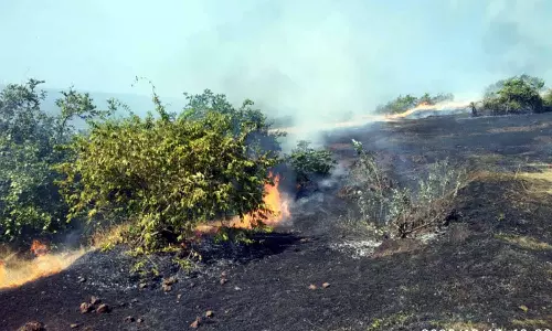 முந்திரி தோப்பில் தீ விபத்து