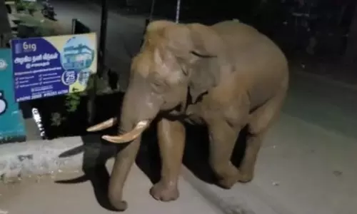 மேட்டுப்பாளையத்தில் சுற்றும் பாகுபலி யானைக்கு தொல்லை கொடுத்தால் நடவடிக்கை-வனத்துறை எச்சரிக்கை