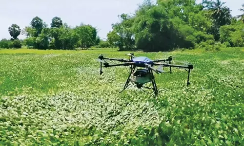 சாகுபடி வயல்களில் ட்ரோன் மூலம் மருந்து தெளிக்கும் பணி