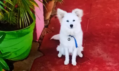 வடவள்ளி அருகே கொள்ளையடிக்க இடையூறு-நாய்களை நாய்களை திருடும் கும்பல்