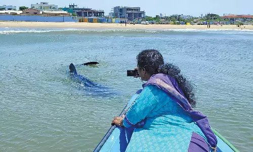 சென்னை கடல் பகுதியில் கூட்டமாக சுற்றிய அரியவகை திமிங்கல சுறாக்கள்
