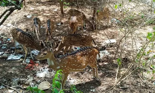திருவண்ணாமலை கிரிவலப்பாதையில் பக்தர்கள் கை நீட்டியதும் துள்ளி குதித்து ஓடிவரும் மான்கள்