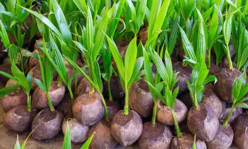 மானிய விலையில் விவசாயிகளுக்கு தென்னங்கன்றுகள் விநியோகம்