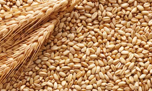 கோதுமையை இருப்பு வைக்க கட்டுப்பாடு- விலை உயர்வை கட்டுப்படுத்த மத்திய அரசு நடவடிக்கை
