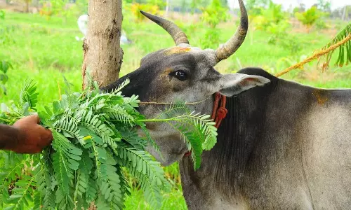 தீராத வியாதிகள் தீரும்