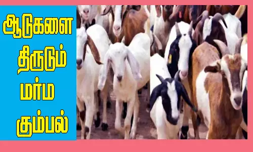 ஆடுகளை திருடும் மர்ம கும்பல்