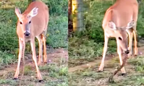 பாம்பை கடித்து விழுங்கிய மான்