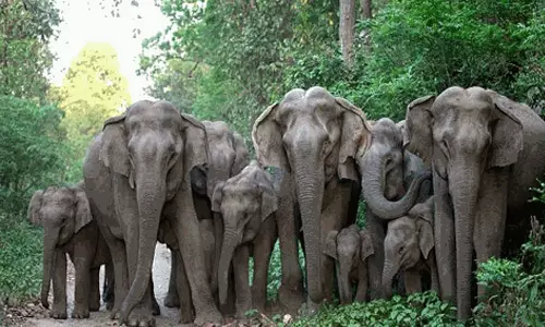 கோத்தகிரி-மேட்டுப்பாளையம் சாலையில் குட்டியுடன் உலா வந்த யானைகள்