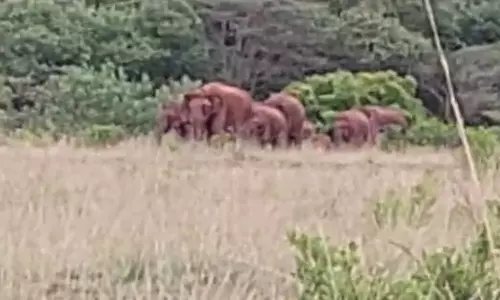 மருதமலை அடிவாரத்தில் குட்டிகளுடன் 20-க்கும் மேற்பட்ட காட்டு யானைகள் முகாம்
