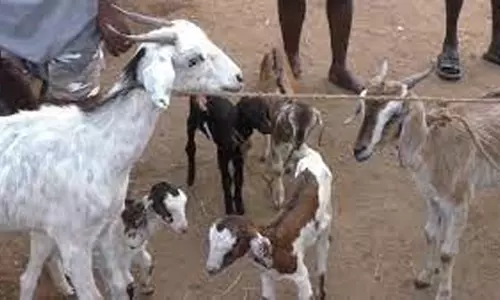 சேந்தமங்கலம் அருகே வாரச்சந்தையில் ரூ.15 லட்சத்துக்கு ஆடுகள் விற்பனை