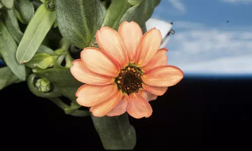 சர்வதேச விண்வெளி நிலையத்தில் வளர்ந்த பூவின் படத்தை பகிர்ந்த நாசா