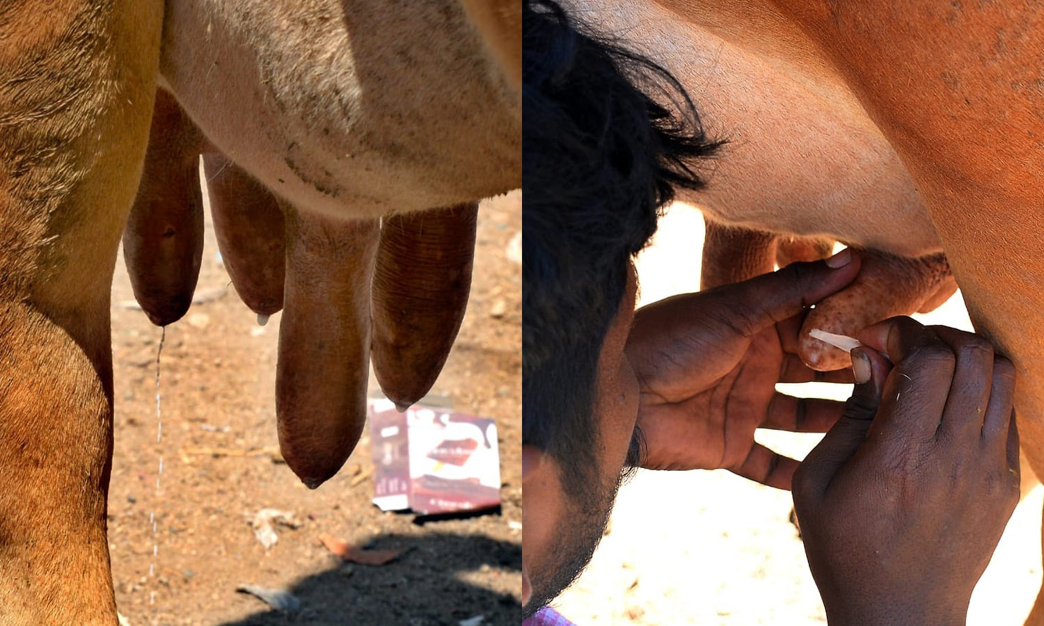 தானாக பால் சுரக்கும் பசு... மடி காம்பினை பசை வைத்து ஒட்டிய உரிமையாளர்