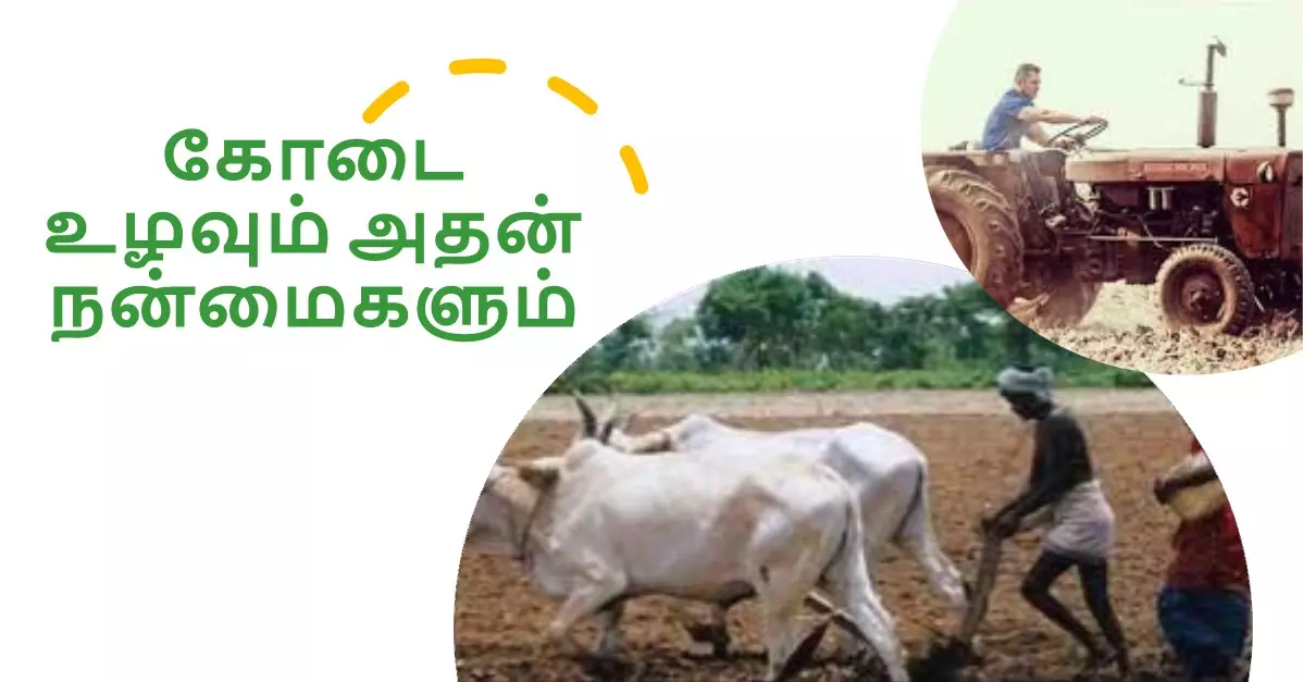 கோடை உழவு செய்து விவசாயிகள் பயன்பெறலாம்- வேளாண்மை இயக்குநர் தகவல் கோடை உழவு செய்து விவசாயிகள் பயன்பெறலாம்- வேளாண்மை இயக்குநர் தகவல்