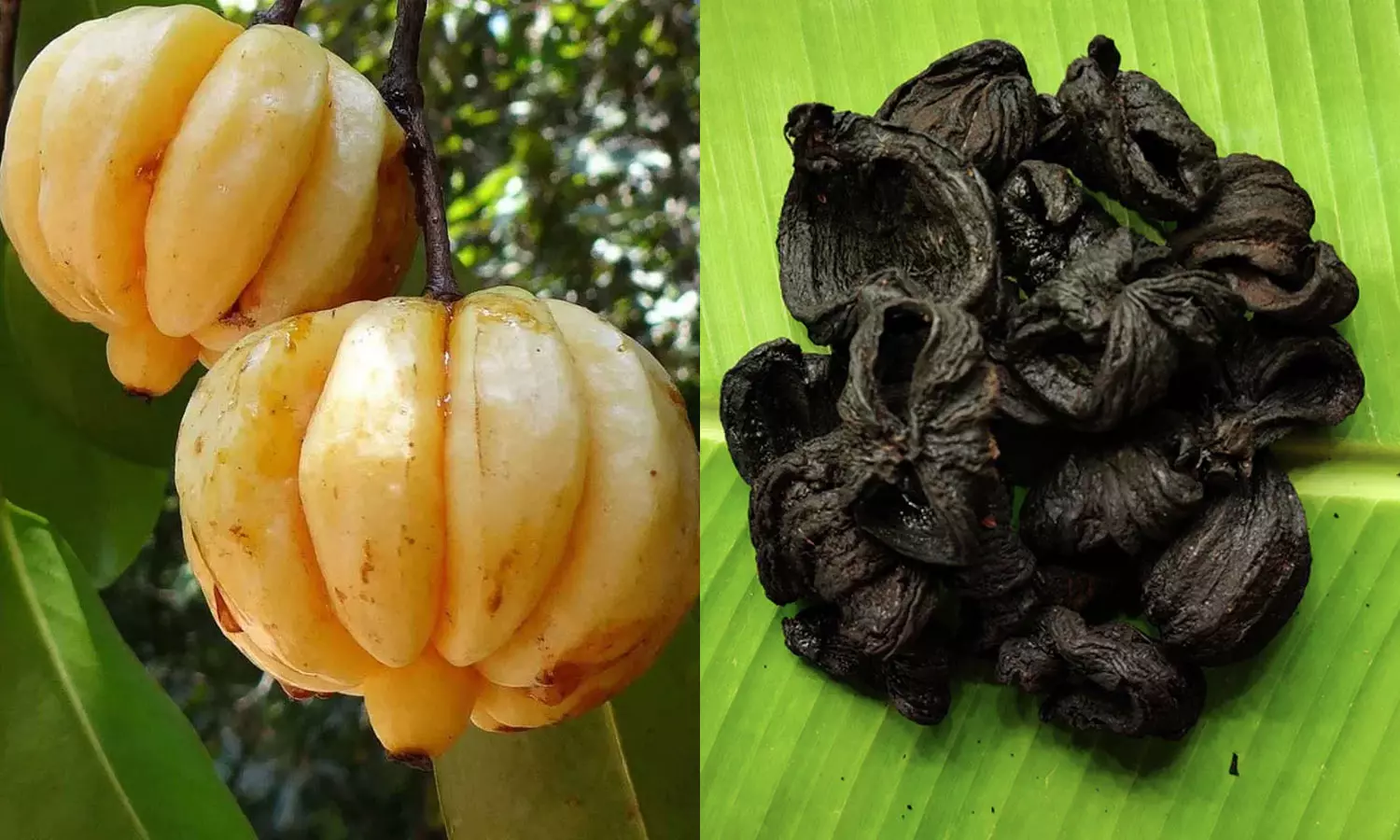 ஆரோக்கியம் அளிக்கும் அஞ்சறைப்பெட்டி- உடல் பருமனைக் குறைக்கும் கோடம்புளி ஆரோக்கியம் அளிக்கும் அஞ்சறைப்பெட்டி- உடல் பருமனைக் குறைக்கும் கோடம்புளி