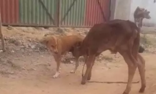 நாயிடம் பால் குடித்த கன்றுக்குட்டி