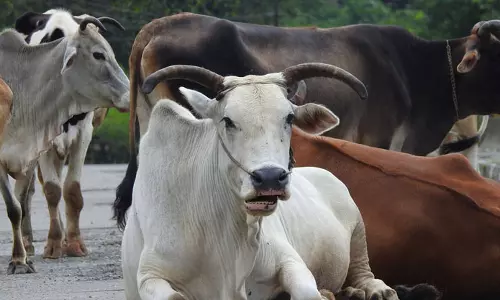 சினை பசுவின் வயிற்றில் இருந்து 60 கிலோ பிளாஸ்டிக் கழிவு அகற்றம்- கன்றுக்குட்டியுடன் பலியானது