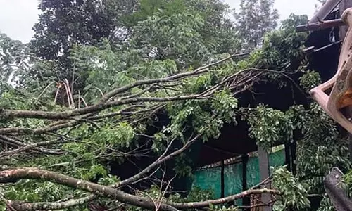 சூறாவளி காற்றுடன் பலத்த மழை: கூடலூரில் மரம் விழுந்து வீடு சேதம்