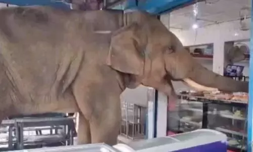 கடைக்கு சென்று பிஸ்கெட் , இனிப்புகளை சாப்பிட்ட யானை