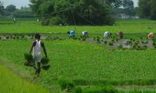 எண்ணெய்வித்து மரப்பயிர்கள் வளர்க்க மானியம்