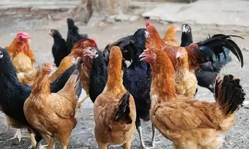 திருப்பூரில் நாட்டுக்கோழி வளா்ப்பு பயிற்சி நாளை நடக்கிறது