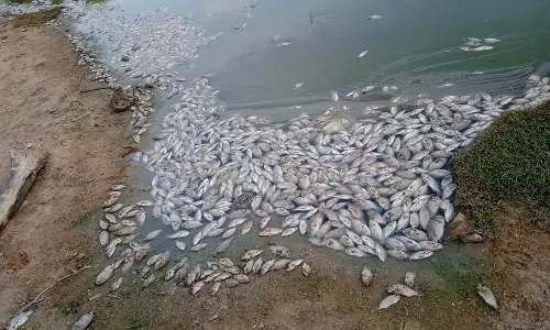 மரக்காணம் அருகே குளத்தில் இறந்து மிதக்கும் மீன்களால் துர்நாற்றம் வீசுகிறது தொற்று நோய் பரவும் அபாயம்