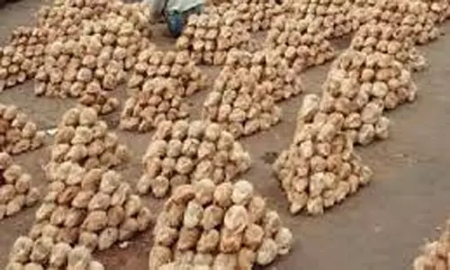 வெப்பிலி விற்பனைக் கூடத்தில் ரூ.62 ஆயிரத்துக்கு தேங்காய் ஏலம்