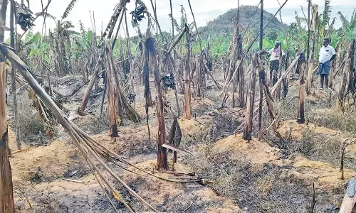 களக்காடு மலையில் பற்றிய காட்டுத்தீ- விளைநிலங்களுக்குள் பரவியது