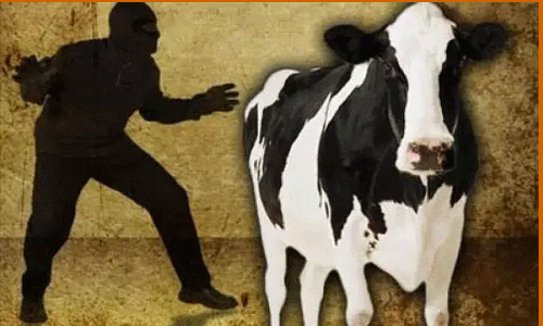 மாடு திருடிய  2 பேர் கைது