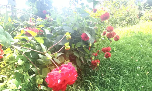 கோத்தகிரியில் பூத்துக்குலுங்கும்  கோடைகால டேலியா பூ