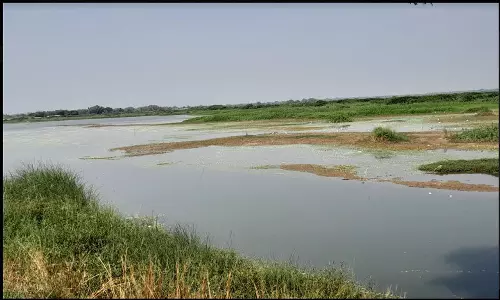 காட்டுமன்னார்கோவில் வீராணம் ஏரியில் இறந்து மிதக்கும் மீன்கள்:சுகாதார சீர்கேடு ஏற்படும் அபாயம்