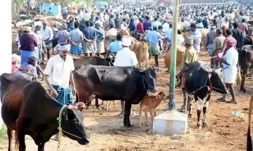அமராவதிபாளையம் மாட்டுச்சந்தையில் ரூ.1.90 கோடிக்கு மாடுகள் விற்பனை