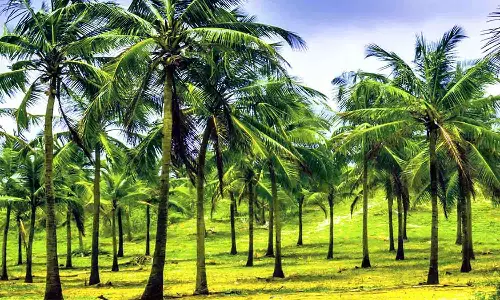 தென்னை சாகுபடி தொழில்நுட்ப படிப்புகளில் சேர விண்ணப்பிக்கலாம்