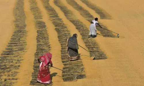 நெல்லை காய வைக்க கல்லாபுரத்தில் உலர்களம் அமைக்க கோரிக்கை