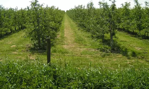 எண்ணெய்வித்து மரப்பயிர்கள் வளர்க்க மானியம்