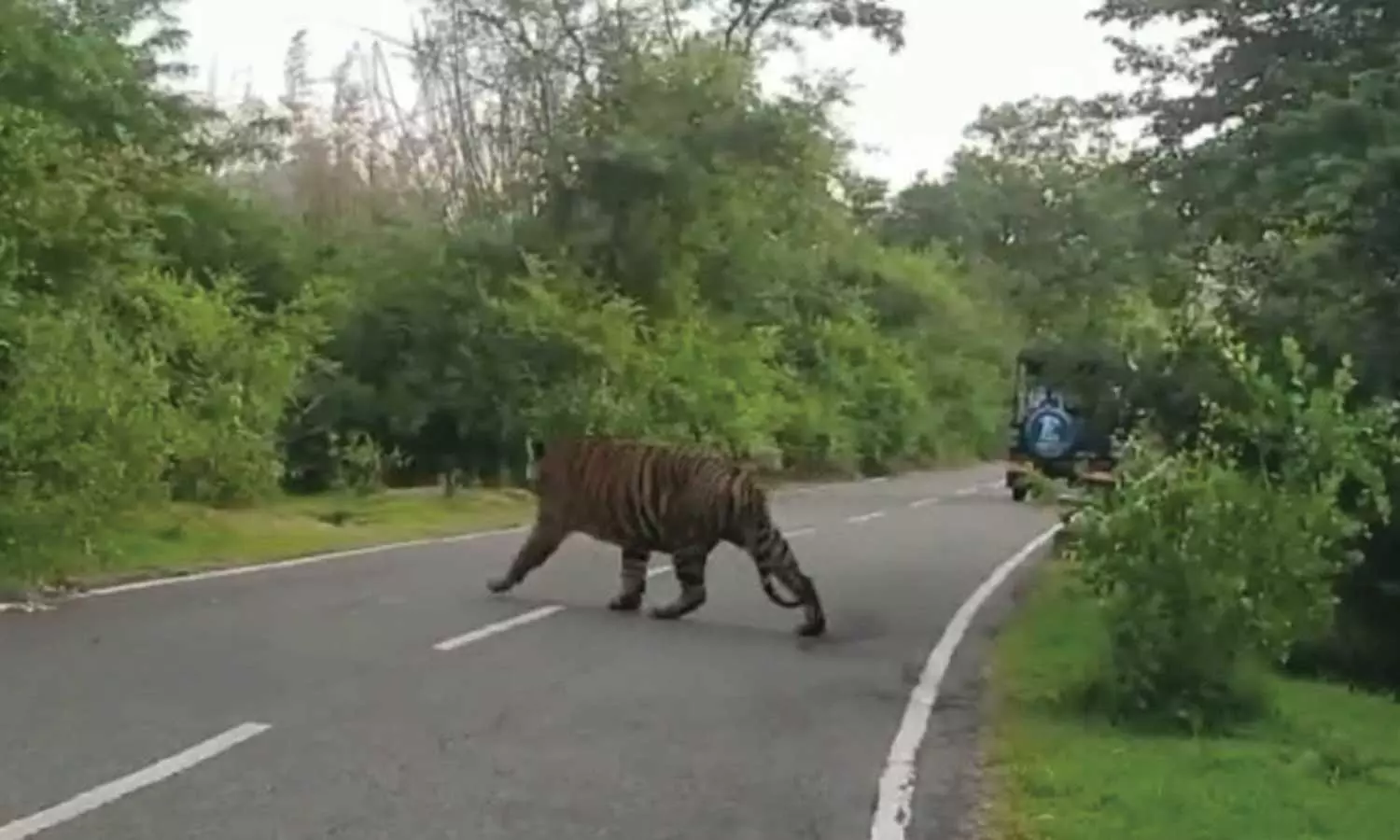 முதுமலை சாலையில் வாகனங்களுக்கு மத்தியில் ராஜநடை போட்டு சென்ற புலி