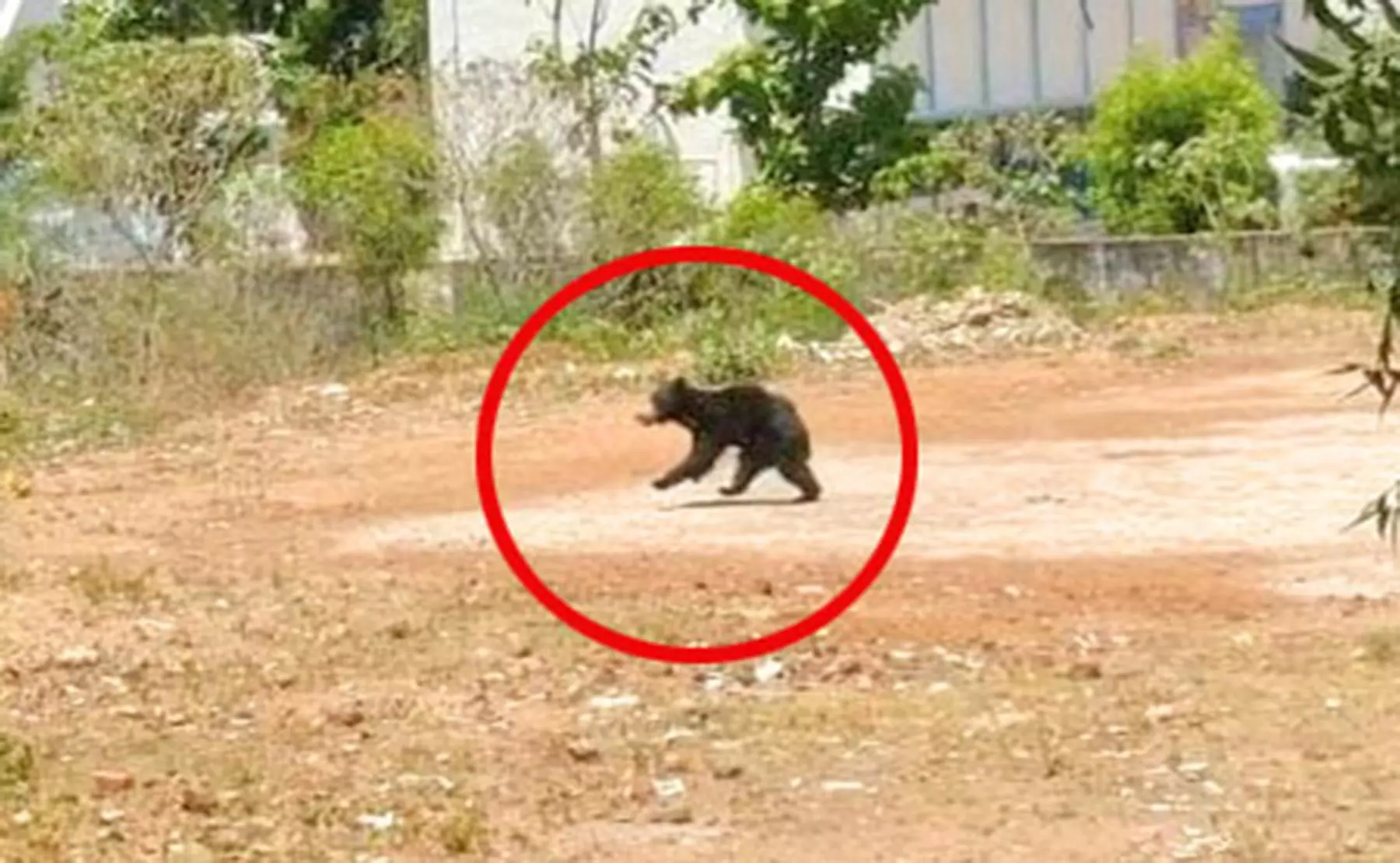 நாங்குநேரியில் ஊருக்குள் புகுந்த கரடியை பிடிக்க 4-வது நாளாக வனத்துறையினர் கண்காணிப்பு நாங்குநேரியில் ஊருக்குள் புகுந்த கரடியை பிடிக்க 4-வது நாளாக வனத்துறையினர் கண்காணிப்பு
