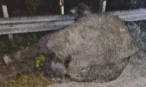 குடியாத்தம்-சித்தூர் சாலையில் லாரி மோதி 3 யானைகள் பலி