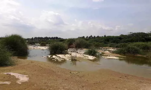 அமராவதி ஆற்றில் வளர்ந்துள்ள முட்புதர்களை அகற்ற விவசாயிகள் கோரிக்கை