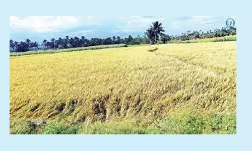 தேக்கி வைத்த வைகை தண்ணீரால் 2-ம் போக நெல் விளைச்சல் அமோகம்