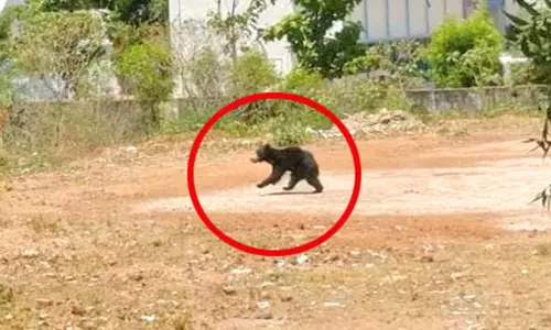 நாங்குநேரியில் ஊருக்குள் புகுந்த கரடியை பிடிக்க 4-வது நாளாக  வனத்துறையினர் கண்காணிப்பு