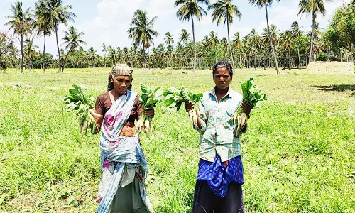விலை உயர்வால் முள்ளங்கி விவசாயிகள் மகிழ்ச்சி