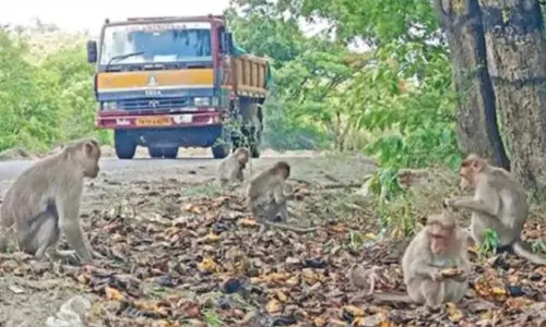 ஓசூர் சானமாவு வனப்பகுதி சாலையோரங்களில் உணவுக்காக காத்திருக்கும் குரங்குகள்