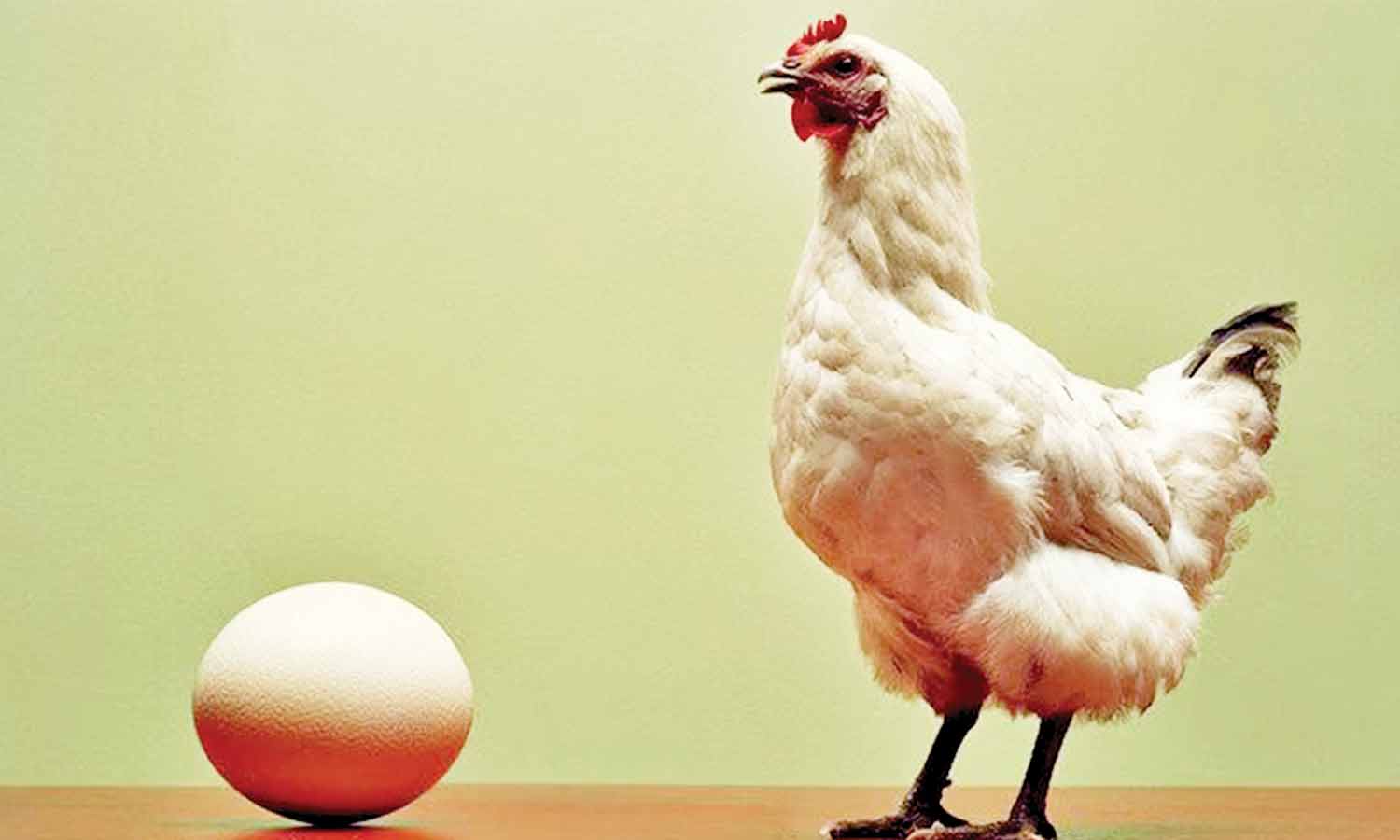 முதலில் வந்தது கோழியா...? முட்டையா..? பல ஆண்டு கால புதிருக்கு விடை தேடி கொடுத்த விஞ்ஞானிகள்