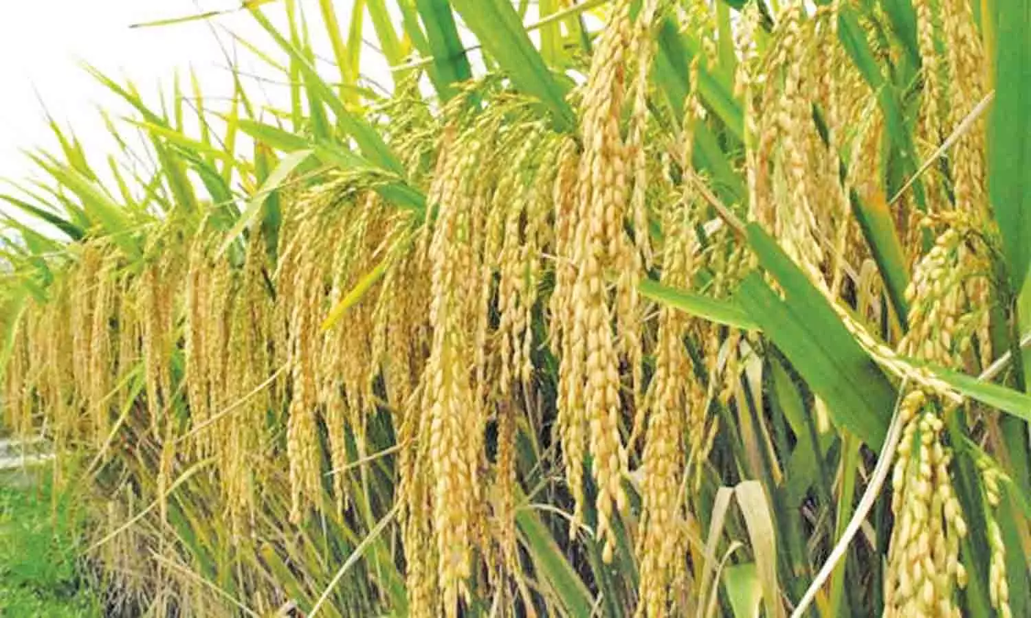 நெல் பயிருக்கு ஜிங்க் சல்பேட் மானிய விலையில் பெற்று பயன் பெறுங்கள் -அதிகாரி தகவல்