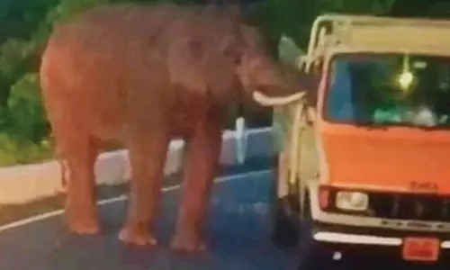 ஊட்டியில் லாரியை மறித்த காட்டு யானை- டிரைவர் அலறியடித்து ஓட்டம்